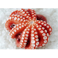 Big Octopus Frozen Ganze gereinigte Oktopus